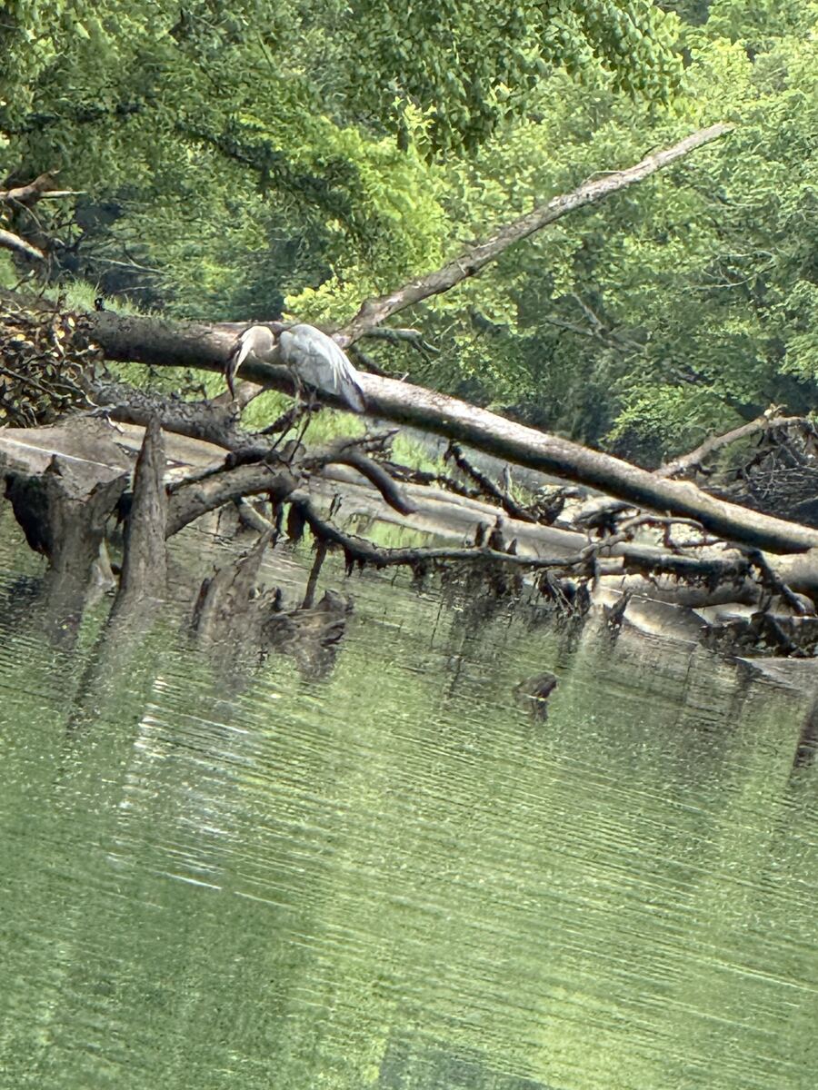 Great blue heron perched on a log over the water