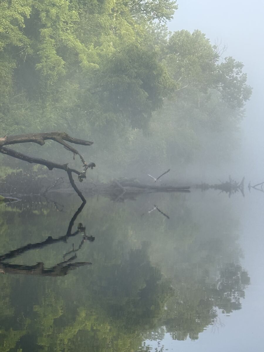 Misty morning over the Obey River with birds in flight