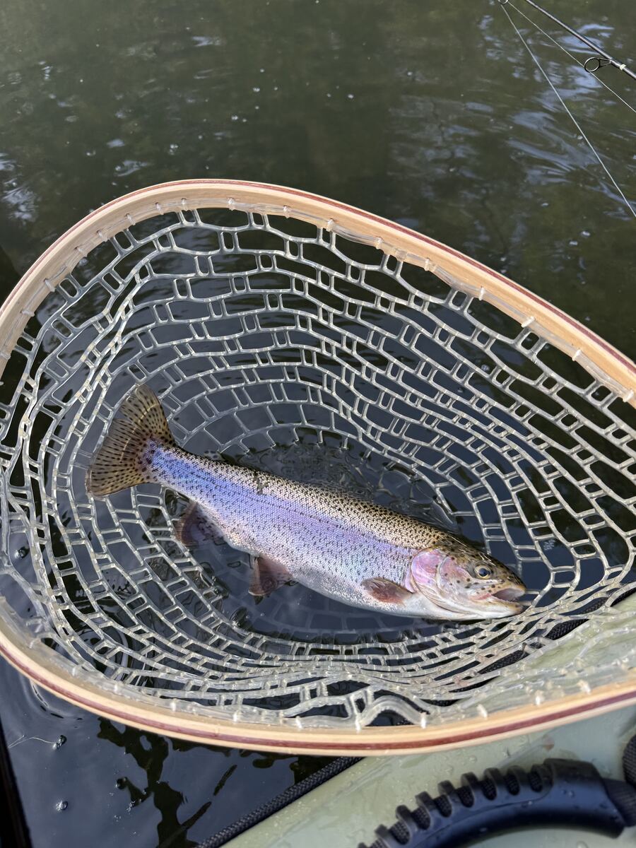 Trout in a landing net on a kayak