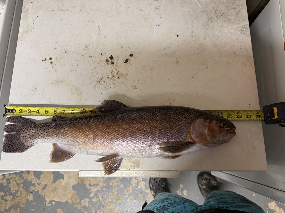 Trophy trout being measured on a tape measure