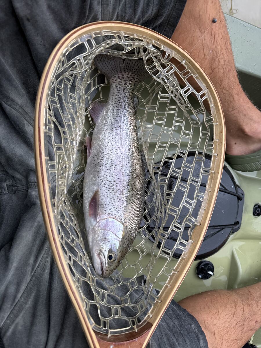 Rainbow trout resting in a landing net on a kayak